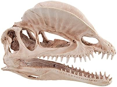 Sualtı Hazineleri Dinozor Kafatası